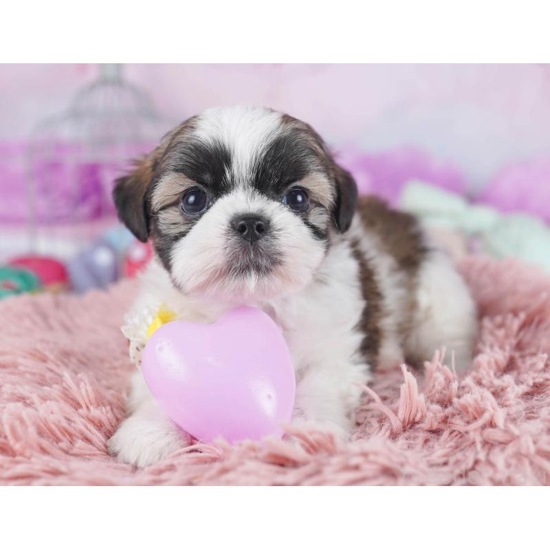 販売中の東京都のチワズー:チワワ×シーズー-438390の1枚目