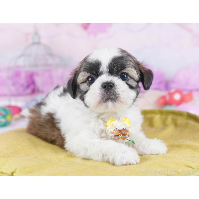 販売中の東京都のチワズー:チワワ×シーズー-438390の5枚目