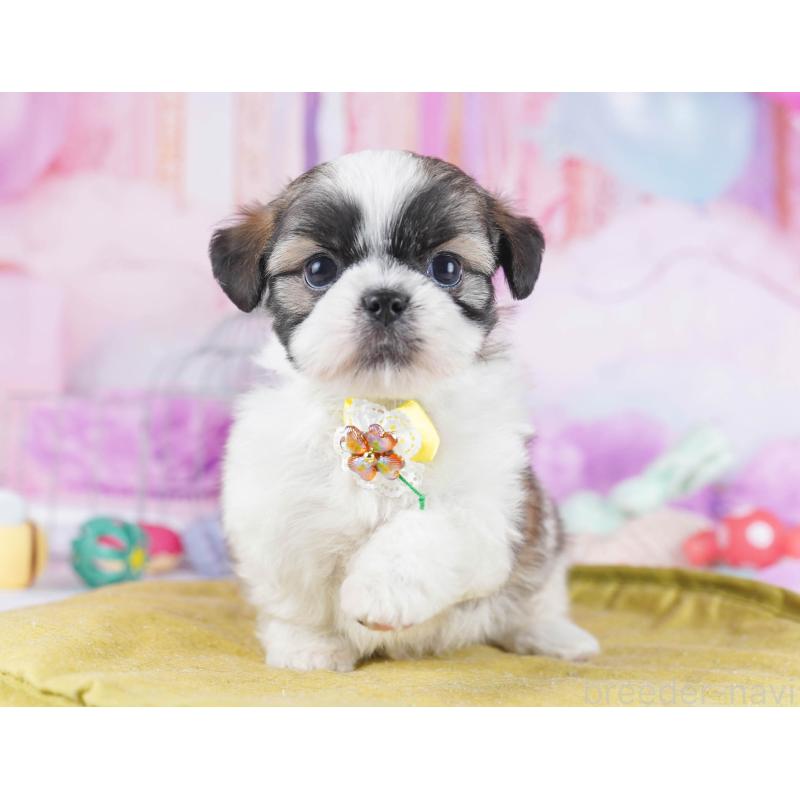 販売中の東京都のチワズー:チワワ×シーズー-438390の4枚目