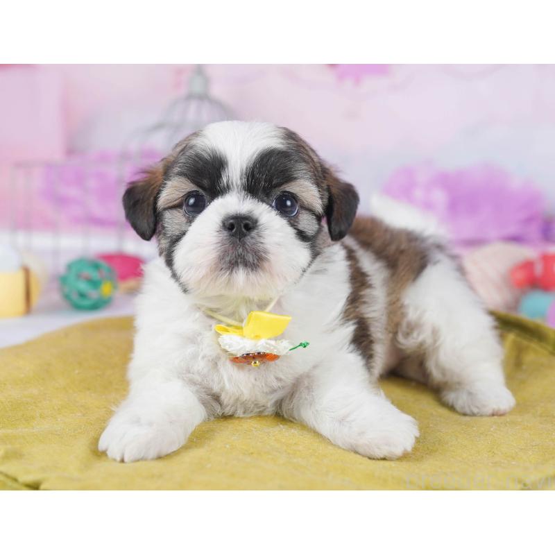 販売中の東京都のチワズー:チワワ×シーズー-438390の3枚目