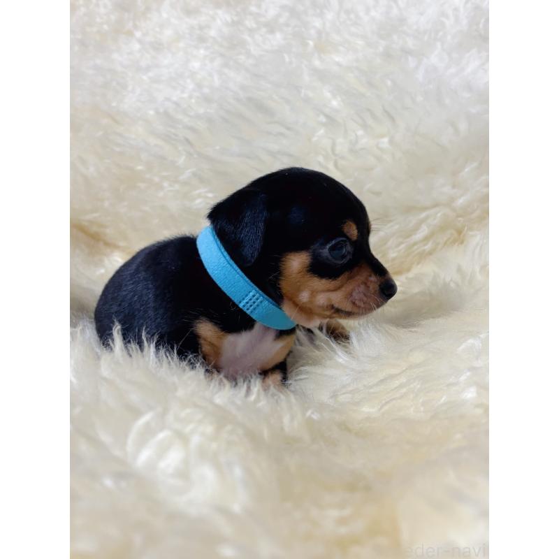 販売中の愛知県のミックス犬-438391の4枚目