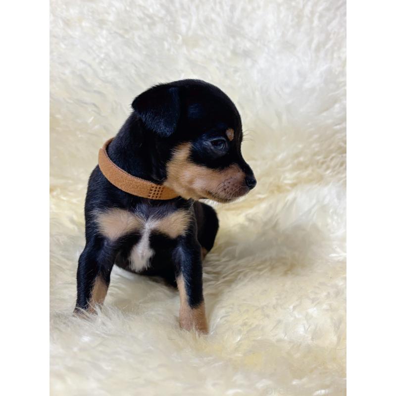 販売中の愛知県のミックス犬-438392の4枚目