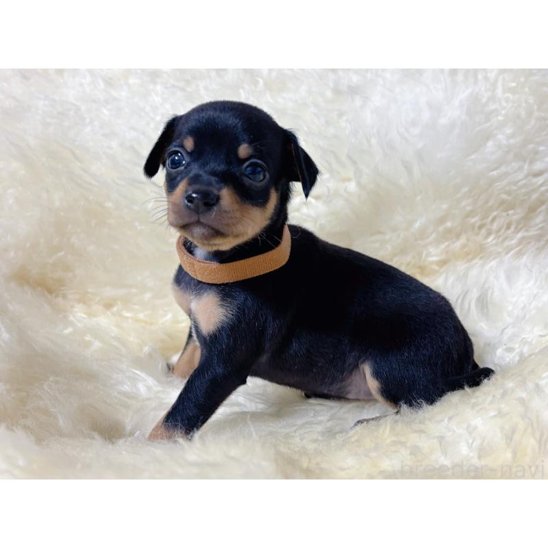 販売中の愛知県のミックス犬-438392の3枚目