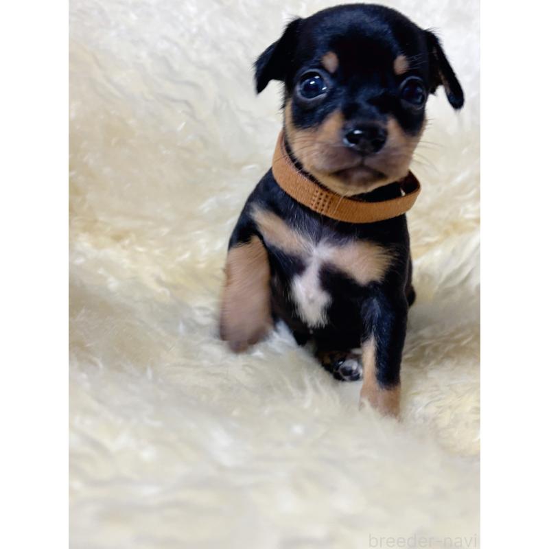 販売中の愛知県のミックス犬-438392の2枚目