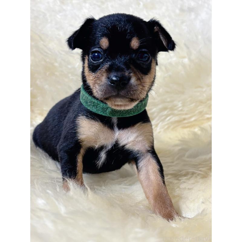 販売中の愛知県のミックス犬-438393の4枚目