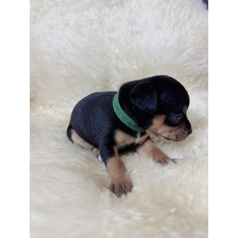 販売中の愛知県のミックス犬-438393の2枚目