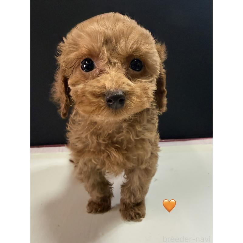 販売中の愛知県のトイプードル-429423