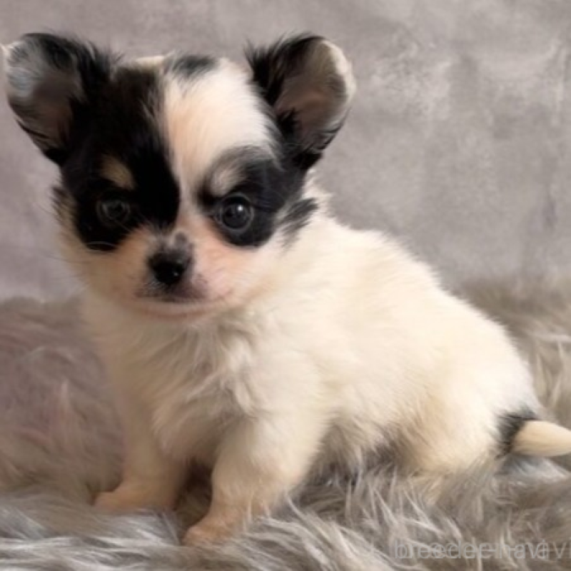 販売中の岡山県のチワワ(ロングコート)-438395