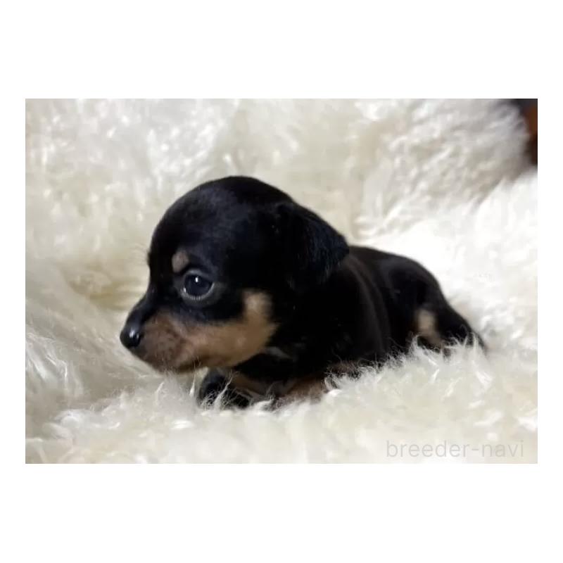 販売中の愛知県のミックス犬-438394の3枚目