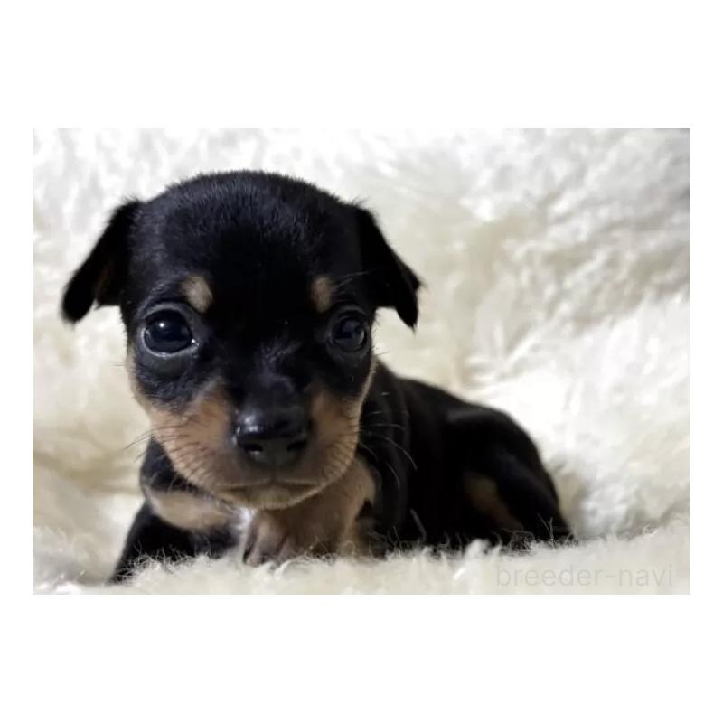 販売中の愛知県のミックス犬-438394の2枚目