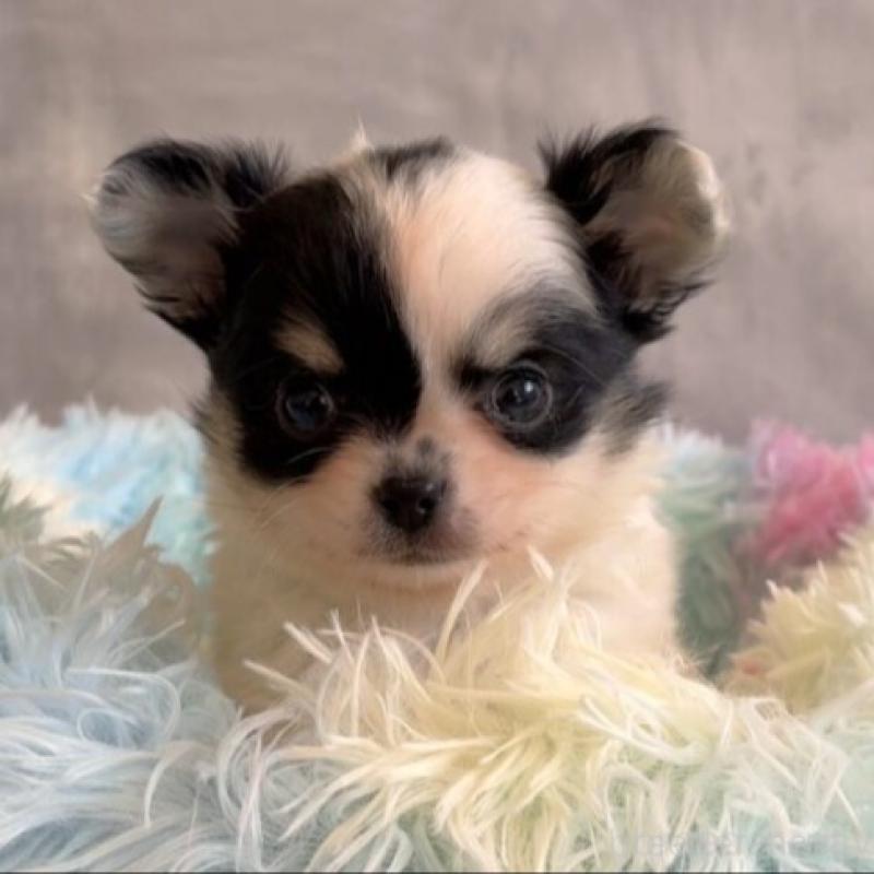 販売中の岡山県のチワワ(ロングコート)-438395の6枚目