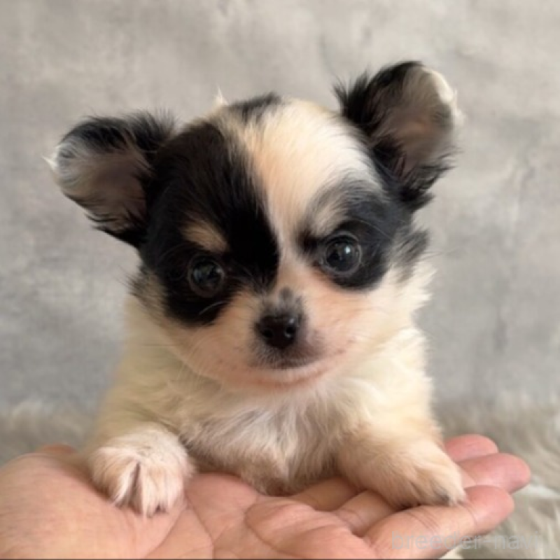 販売中の岡山県のチワワ(ロングコート)-438395の5枚目