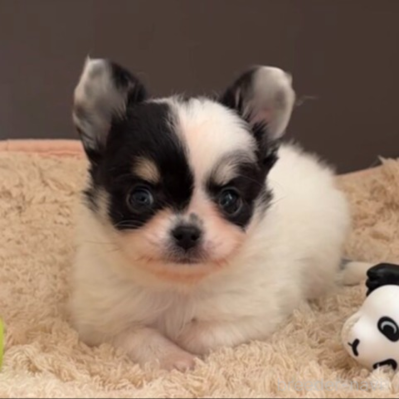 販売中の岡山県のチワワ(ロングコート)-438395の4枚目