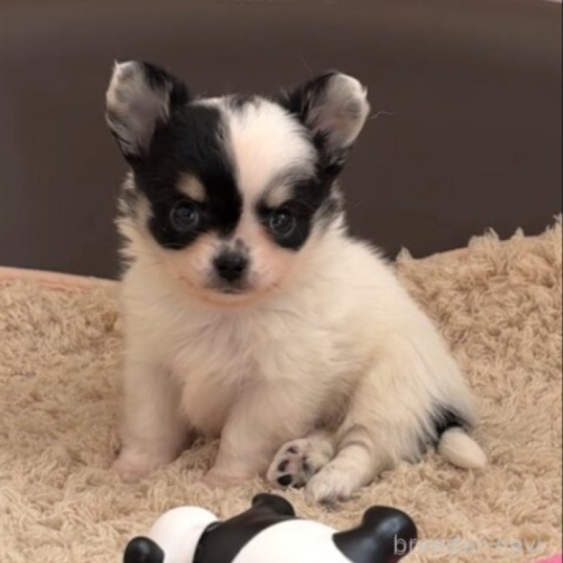 販売中の岡山県のチワワ(ロングコート)-438395の3枚目