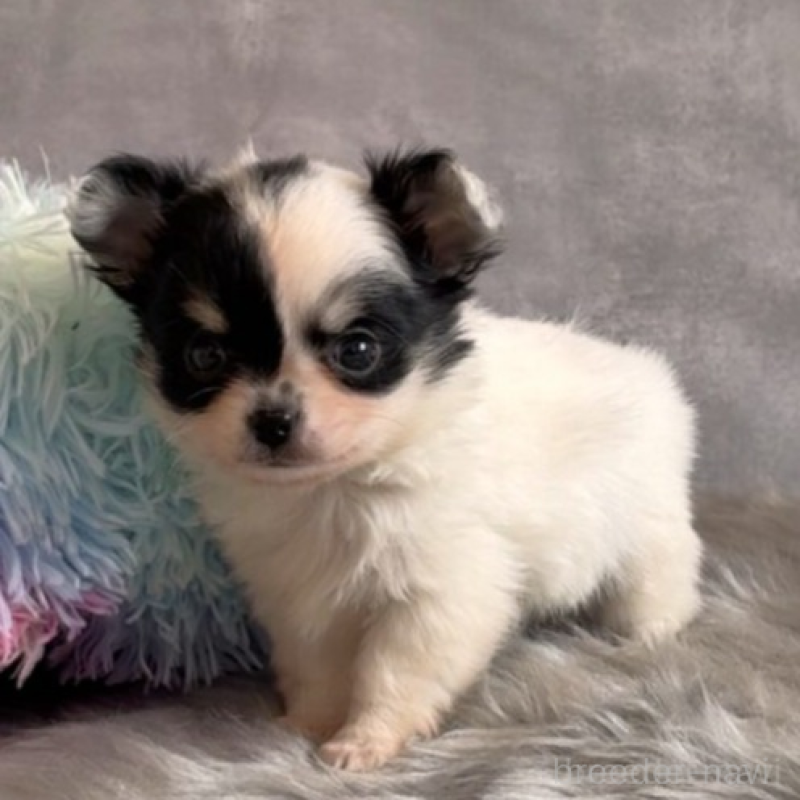 販売中の岡山県のチワワ(ロングコート)-438395の2枚目