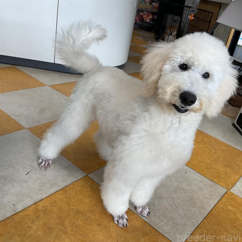 販売中の三重県のスタンダードプードル-411444の2枚目