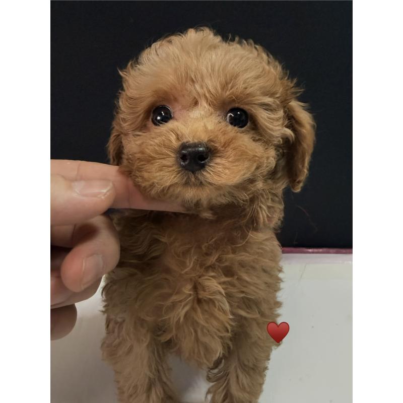 販売中の愛知県のトイプードル-429420の3枚目