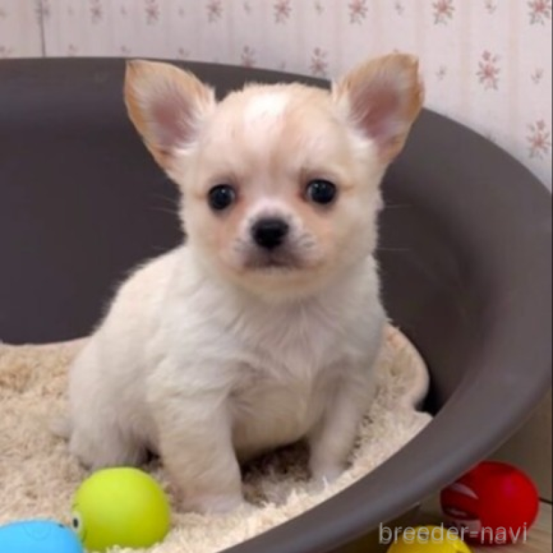 販売中の岡山県のチワワ(ロングコート)-438396の1枚目