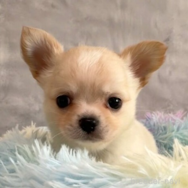 販売中の岡山県のチワワ(ロングコート)-438396の7枚目