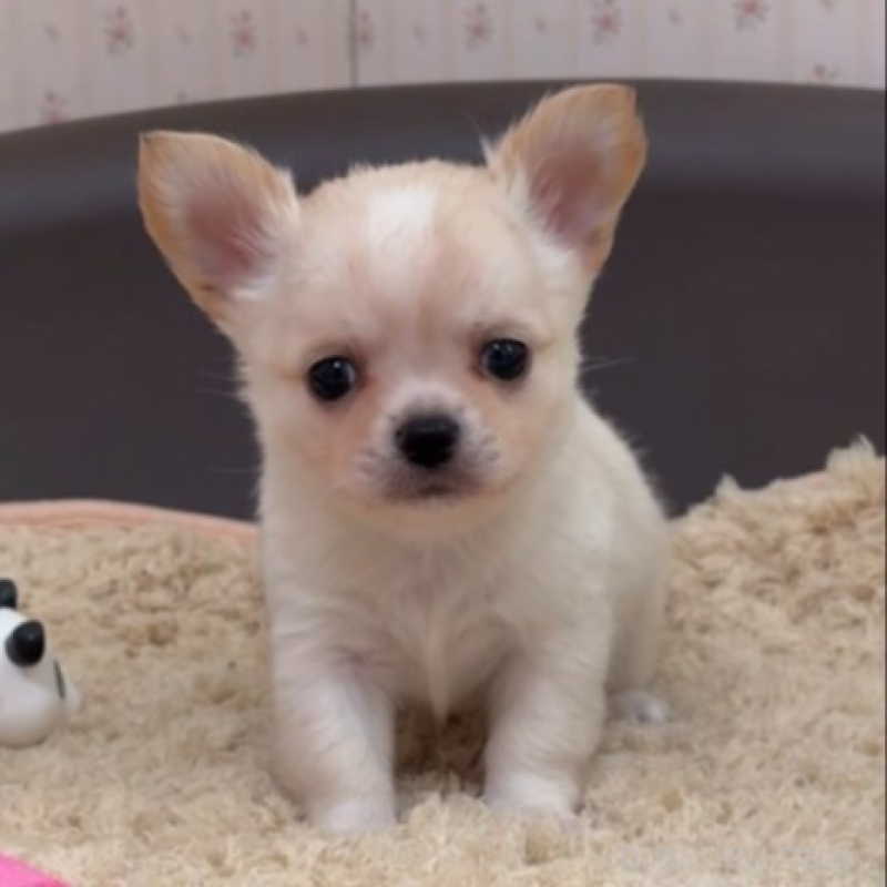 販売中の岡山県のチワワ(ロングコート)-438396の6枚目