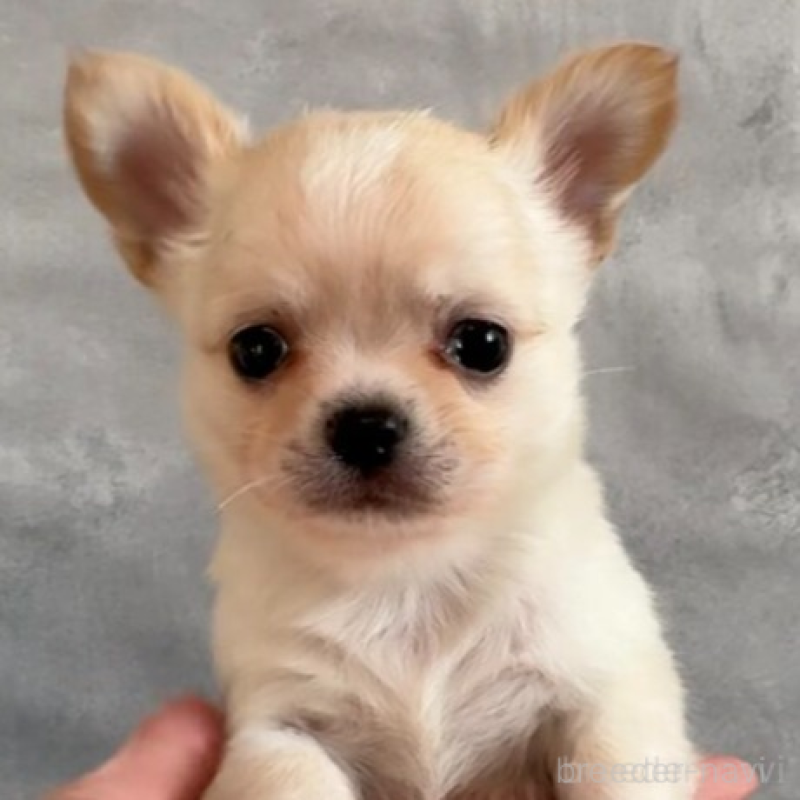 販売中の岡山県のチワワ(ロングコート)-438396の5枚目