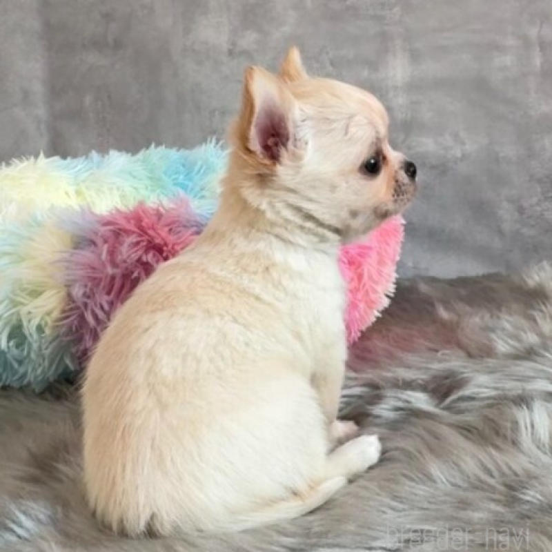 販売中の岡山県のチワワ(ロングコート)-438396の4枚目