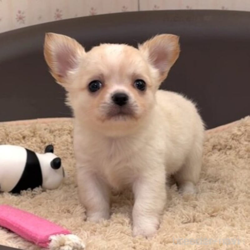 販売中の岡山県のチワワ(ロングコート)-438396の3枚目