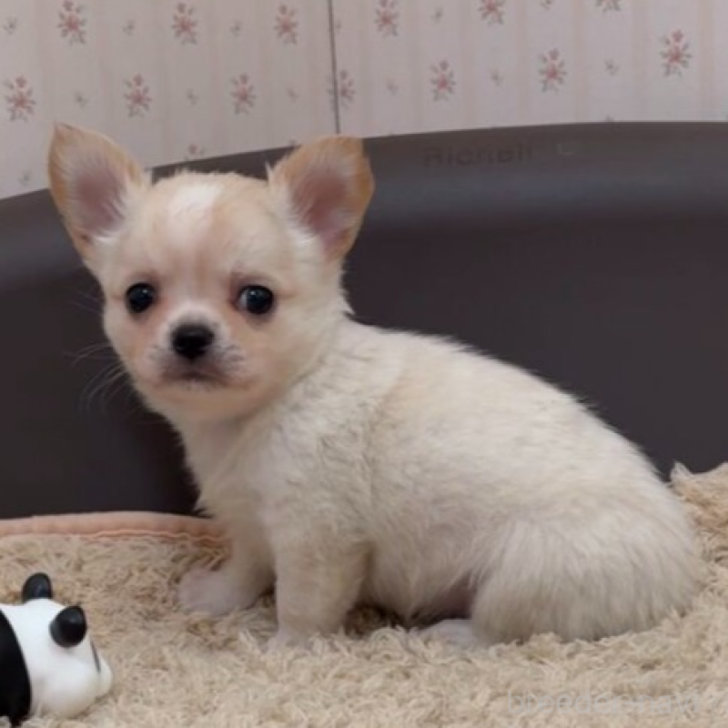 販売中の岡山県のチワワ(ロングコート)-438396の2枚目