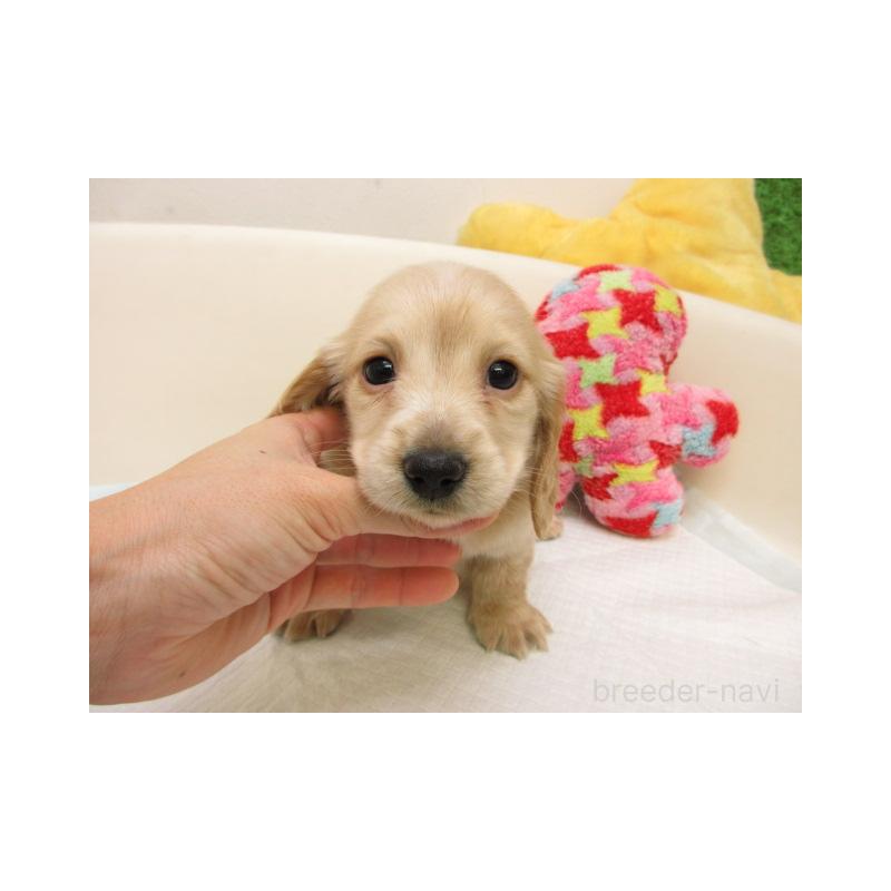 販売中の大阪府のミニチュアダックスフンド(ロングヘアード)-438397