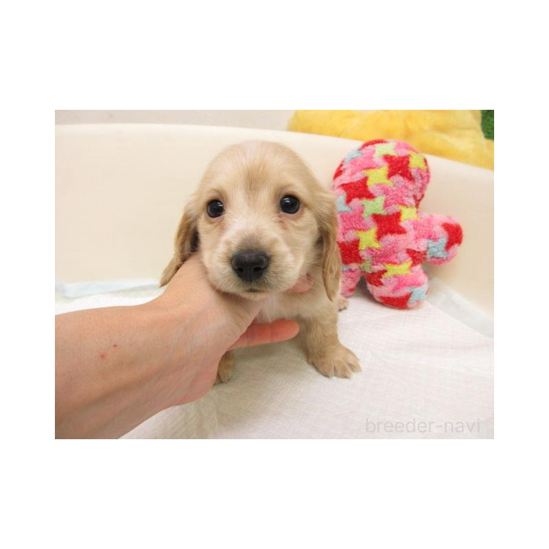 販売中の大阪府のミニチュアダックスフンド(ロングヘアード)-438397の2枚目