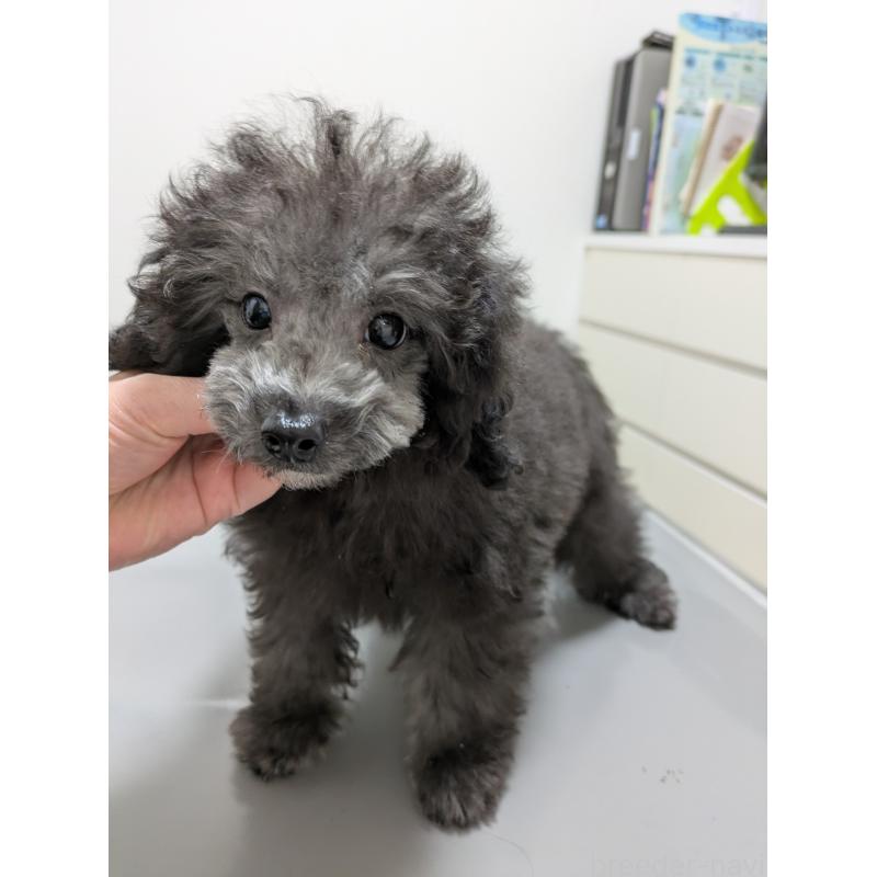 販売中の滋賀県のトイプードル-429666の8枚目