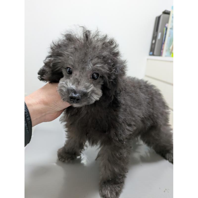 販売中の滋賀県のトイプードル-429666の7枚目