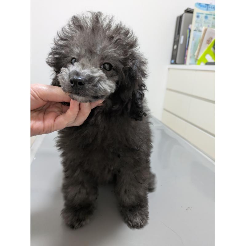 販売中の滋賀県のトイプードル-429666の5枚目