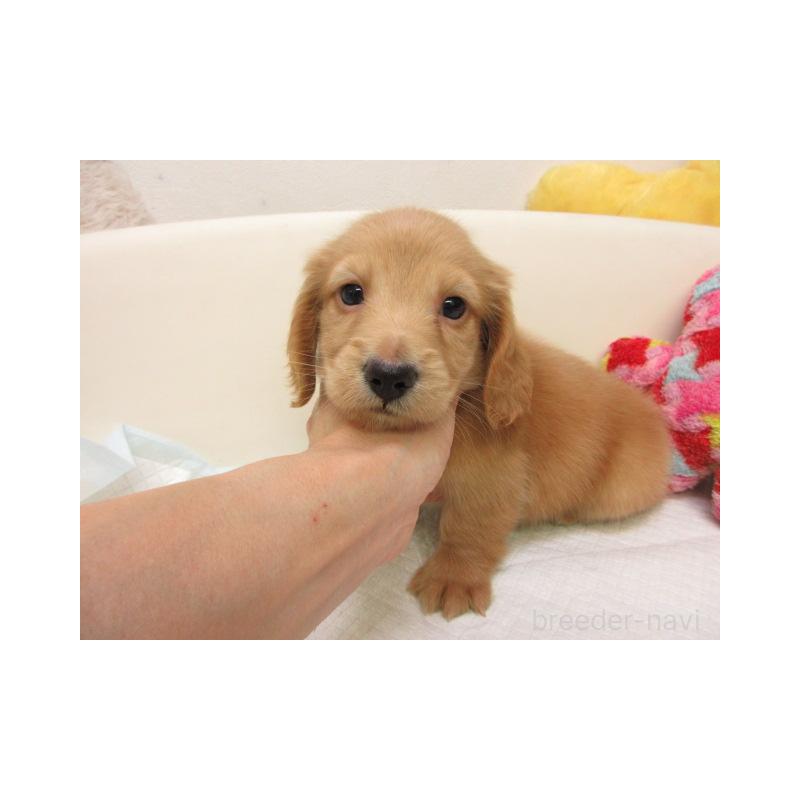 販売中の大阪府のミニチュアダックスフンド(ロングヘアード)-438398