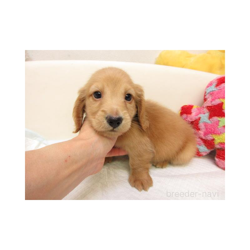 販売中の大阪府のミニチュアダックスフンド(ロングヘアード)-438398の2枚目