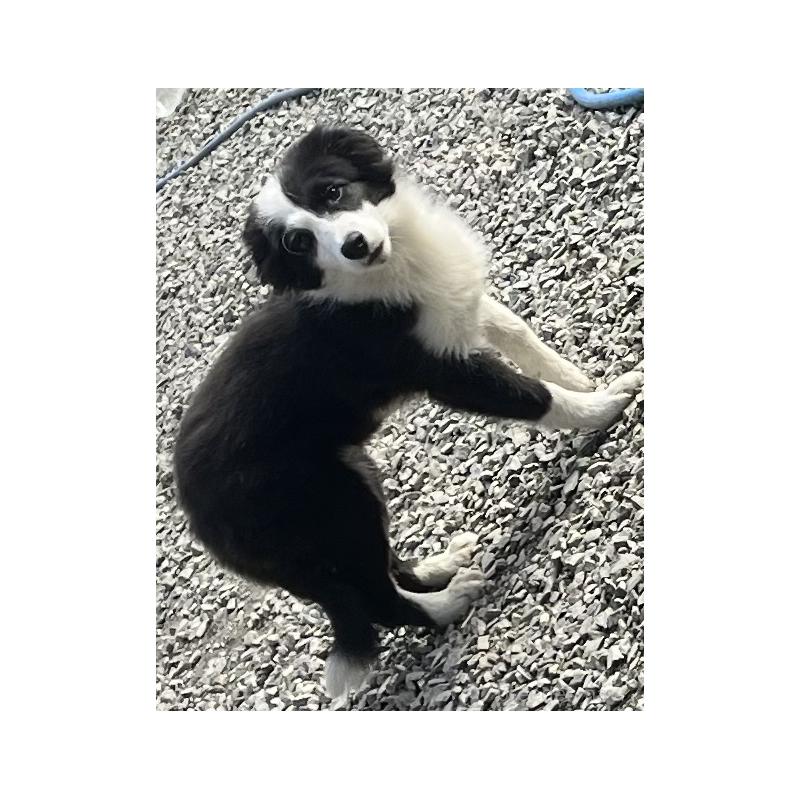 販売中の福岡県のボーダーコリー-438400の9枚目