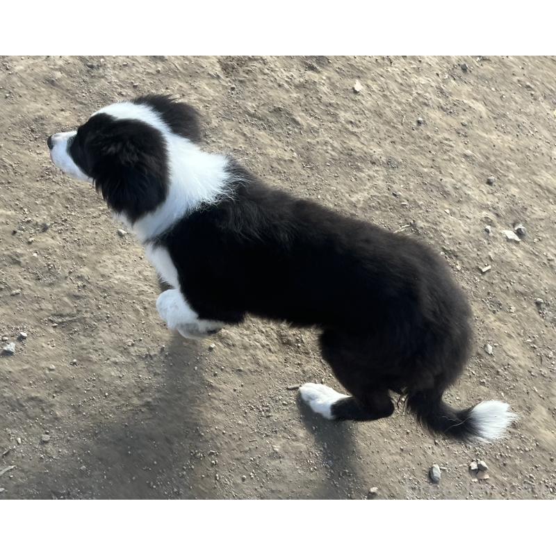 販売中の福岡県のボーダーコリー-438400の8枚目