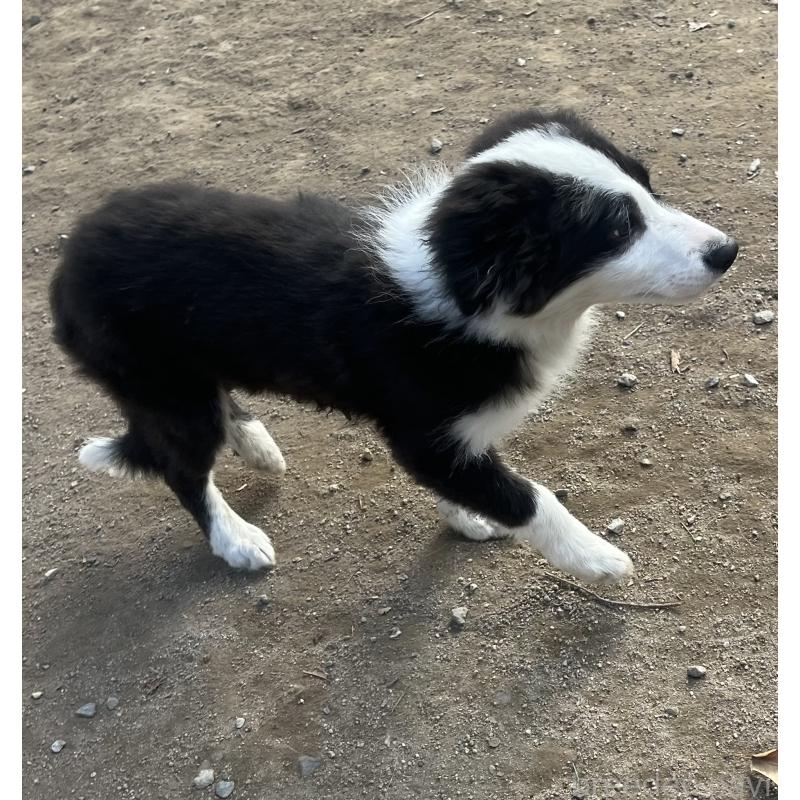 販売中の福岡県のボーダーコリー-438400の7枚目