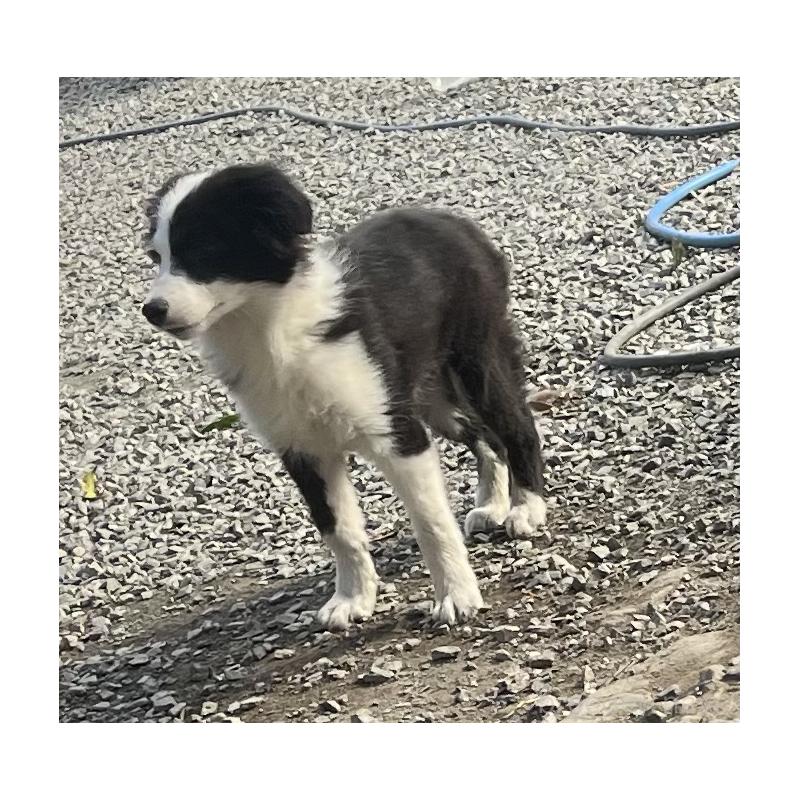 販売中の福岡県のボーダーコリー-438400の6枚目