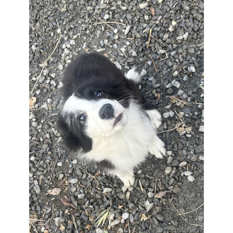 販売中の福岡県のボーダーコリー-438400の5枚目