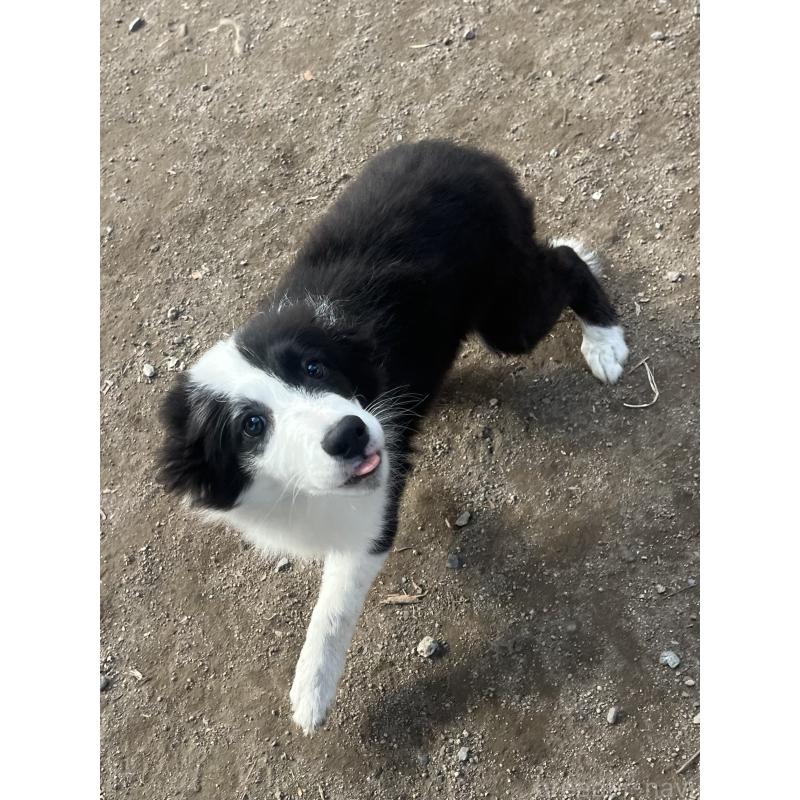 販売中の福岡県のボーダーコリー-438400の4枚目