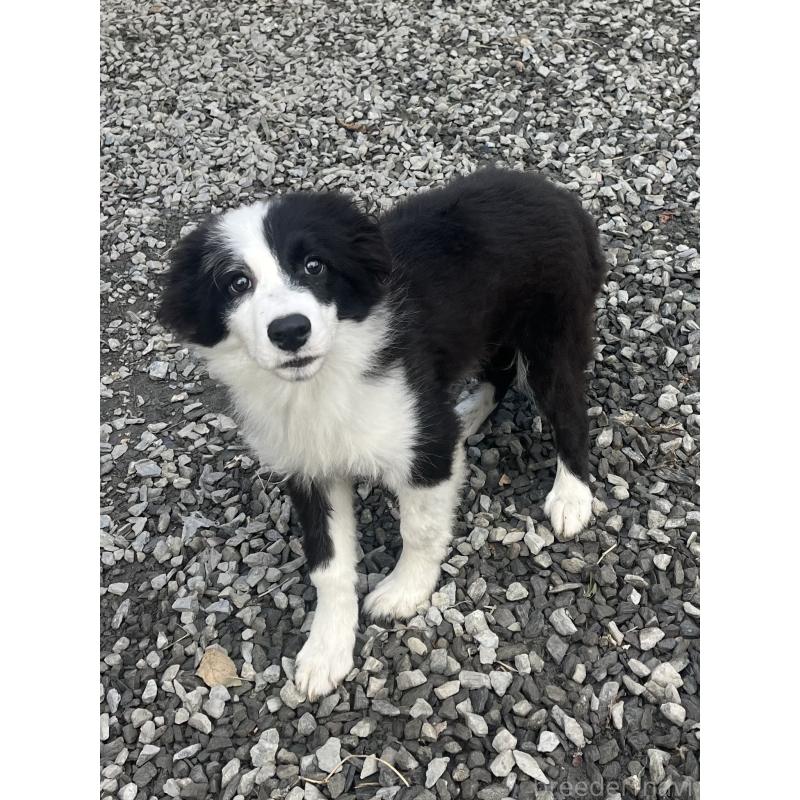 販売中の福岡県のボーダーコリー-438400の3枚目