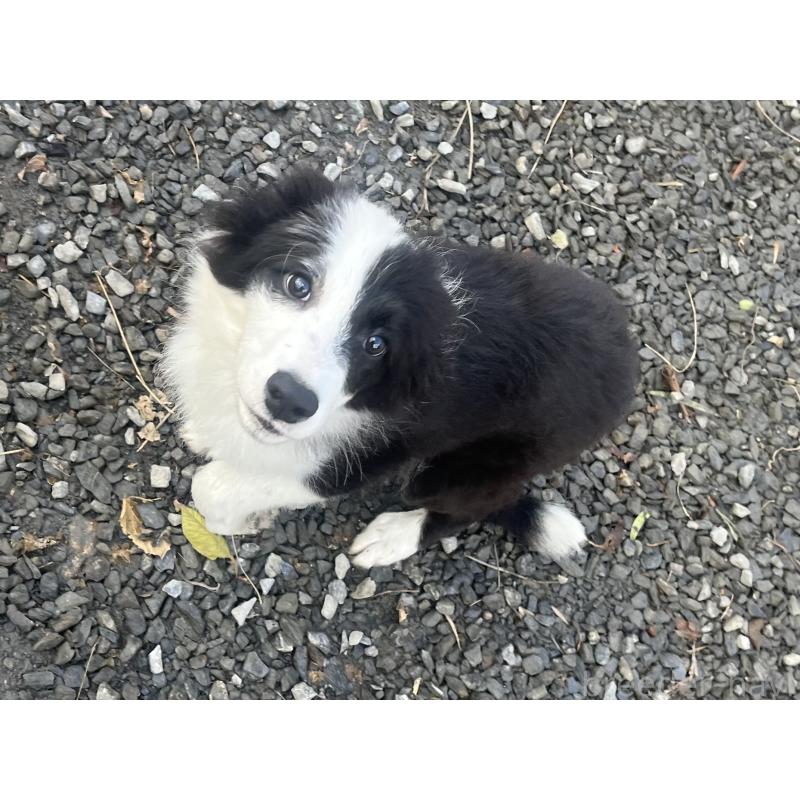 販売中の福岡県のボーダーコリー-438400の2枚目