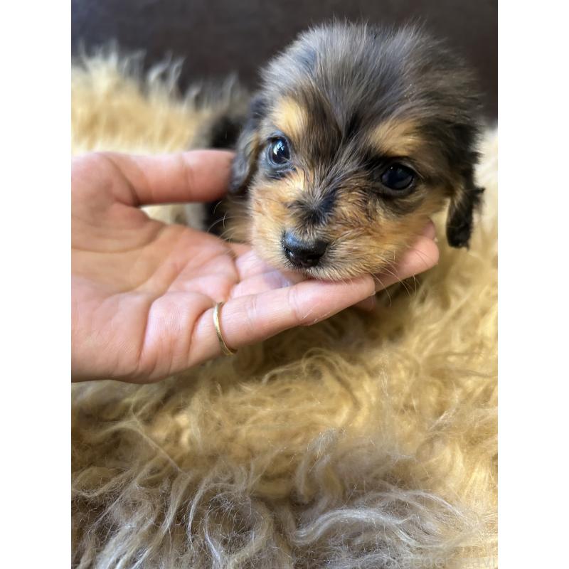 販売中の鹿児島県のカニンヘンダックスフンド(ロングヘアード)-438412の7枚目