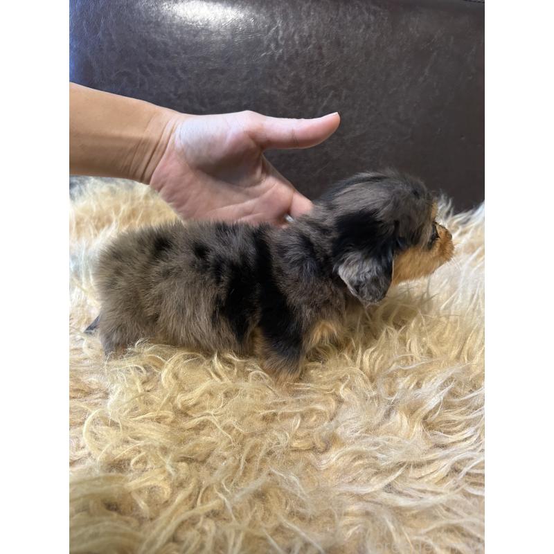 販売中の鹿児島県のカニンヘンダックスフンド(ロングヘアード)-438412の6枚目