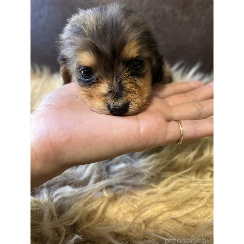 販売中の鹿児島県のカニンヘンダックスフンド(ロングヘアード)-438412の5枚目