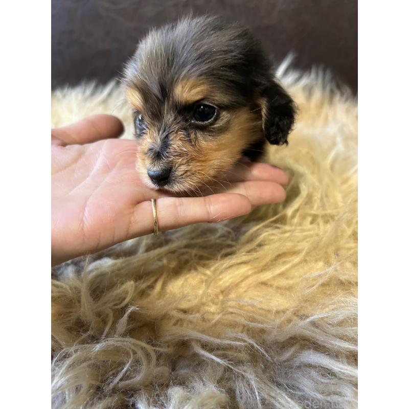 販売中の鹿児島県のカニンヘンダックスフンド(ロングヘアード)-438412の4枚目