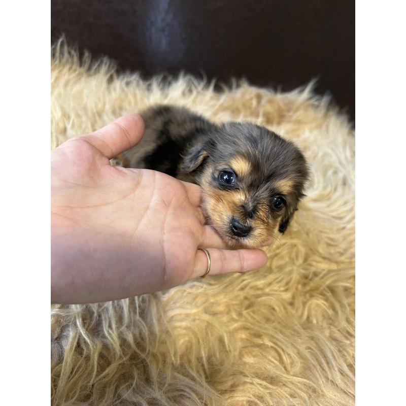 販売中の鹿児島県のカニンヘンダックスフンド(ロングヘアード)-438412の3枚目