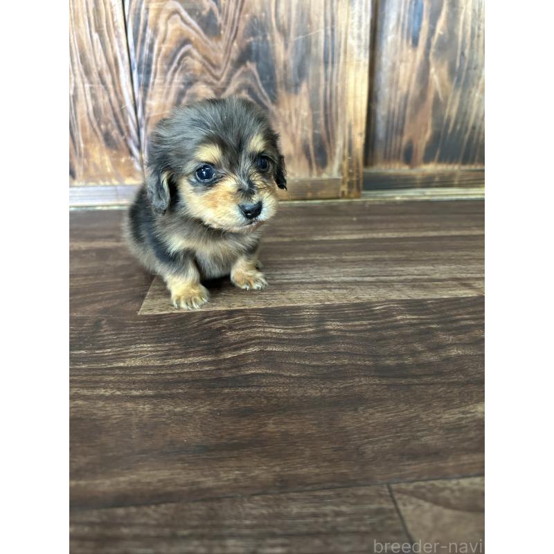 販売中の鹿児島県のカニンヘンダックスフンド(ロングヘアード)-438412の2枚目