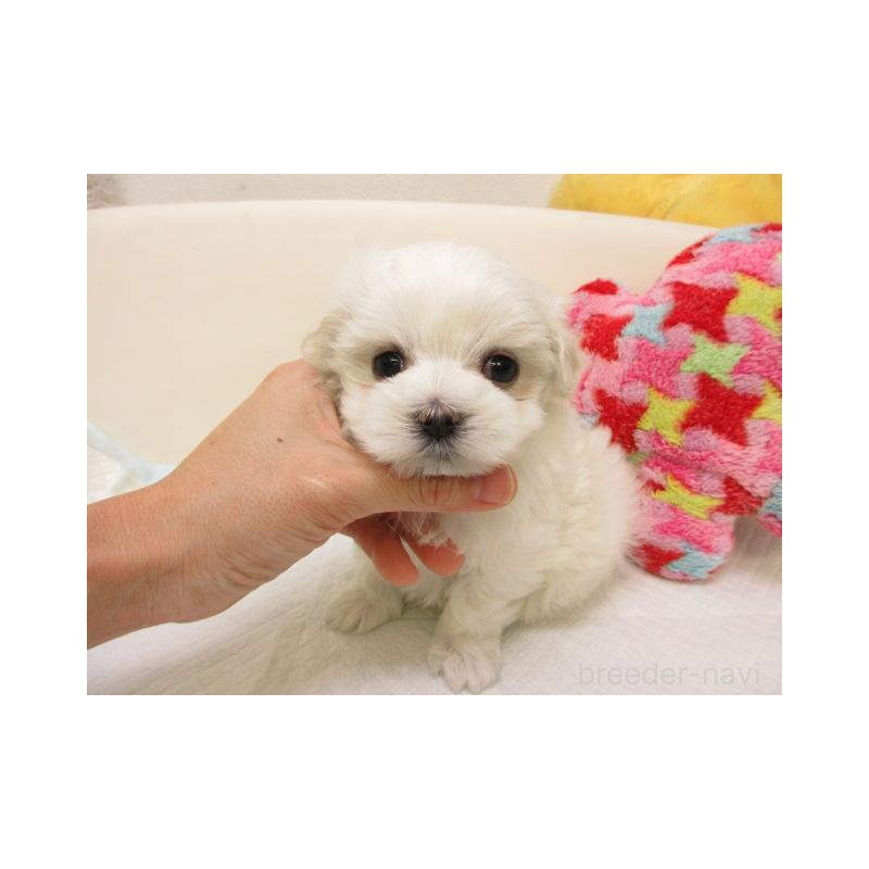 販売中の大阪府のマルチーズ-438399